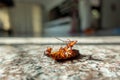 Dead cockroach on floor Royalty Free Stock Photo