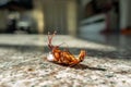 Dead cockroach on floor Royalty Free Stock Photo
