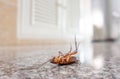 Dead cockroach on floor Royalty Free Stock Photo