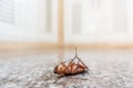 Dead cockroach on floor Royalty Free Stock Photo