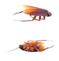 Dead cockroach isolated on a white background. Royalty Free Stock Photo