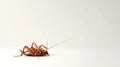 Dead cockroach on its back on white backdrop. Pest insect. Perfect for pest control service ads, hygiene educational Royalty Free Stock Photo