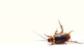 Dead cockroach on its back on white background. Pest insect. Perfect for pest control service ads, hygiene educational Royalty Free Stock Photo