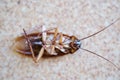 Dead cockroach lay on floor closeup Royalty Free Stock Photo