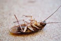 Dead cockroach lay on floor closeup Royalty Free Stock Photo