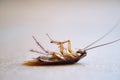 Dead cockroach lay on floor closeup