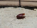 A dead cockroach lying on the cement floor Royalty Free Stock Photo