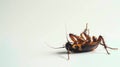 Dead cockroach lying on its back on light background. Pest insect. Perfect for pest control service ads, hygiene Royalty Free Stock Photo