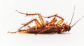 Dead cockroach lying on its back on white backdrop. Pest insect. Perfect for pest control service ads, hygiene Royalty Free Stock Photo