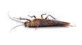 Dead cockroach lying on its back on white background. Pest insect. Perfect for pest control service ads, hygiene Royalty Free Stock Photo