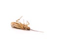 A dead cockroach is lying on its back on a white background Royalty Free Stock Photo