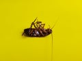 A dead cockroach lying upside down with yellow background Royalty Free Stock Photo