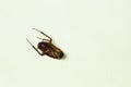 Dead cockroach lying on a white surface for pest control and hygiene studies. Royalty Free Stock Photo