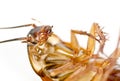 A dead pest, vermin macro cockroach