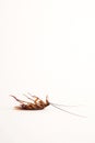 Dead cockroach Royalty Free Stock Photo