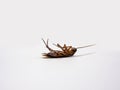 Dead cockroach on white background Royalty Free Stock Photo