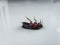 dead cockroach upside down