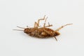 dead cockroach on white background