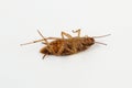 dead cockroach on white background