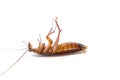 Dead cockroach on white background, Concept the problem in the house because of cockroaches living in the kitchen and pest control Royalty Free Stock Photo