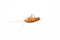 Dead cockroach on white background, Concept the problem in the house because of cockroaches living in the kitchen and pest control Royalty Free Stock Photo