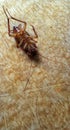 Dead cockroach on a wooden board