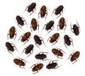 Dead Cockroaches Royalty Free Stock Photo