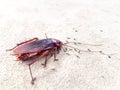 Dead cockroaches Royalty Free Stock Photo