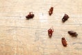 Dead cockroaches on floor. Concept the problem in the house because of cockroaches living in the kitchen and pest control, using