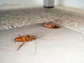 Dead cockroaches on the floor in home Royalty Free Stock Photo