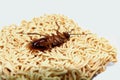 Dead Cockroaches noodles Black and white Royalty Free Stock Photo