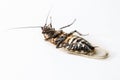Dead cockroaches Royalty Free Stock Photo