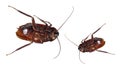Dead Cockroaches Royalty Free Stock Photo