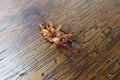 Dead cockroaches on wooden Royalty Free Stock Photo