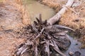 Dead Coconut trees Royalty Free Stock Photo