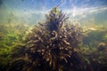 Dead colony of common freshwater sponge swim with strong current in a shallow freshwater river with clear water