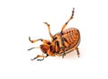 Dead Colorado Potato Beetle isolated on white background Royalty Free Stock Photo