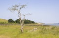 A dead Common Hawthorn tree Crataegus Monogyna on the National Trust at Gibbs Island Royalty Free Stock Photo