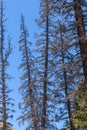 Dead Conifer Trees Killed by Bark Beetle