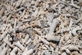 dead coral, bleached coral washed up. coral beach from the great bariier reef in queensland australia Royalty Free Stock Photo