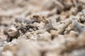 dead coral, bleached coral washed up. coral beach from the great bariier reef in queensland australia Royalty Free Stock Photo