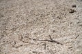 dead coral, bleached coral washed up. coral beach from the great bariier reef in queensland australia Royalty Free Stock Photo