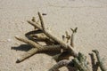 Dead coral branch remains on Thailand travel island Koh Lipe beach with sand background