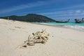 Dead coral branch remains on Thailand travel island Koh Lipe beach with sea water and blue sky landscape background