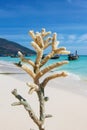 Dead coral branch remains in Thailand travel island Koh Lipe with blurred sea beach and blue sky background landscape