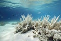 a dead coral reef, bleached and devoid of marine life