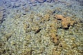Dead Coral Reef in the Red Sea Royalty Free Stock Photo