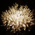 Dead Corals