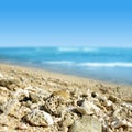 Dead corals on the sand beach of Mauritius island.