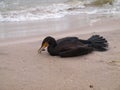 Dead cormorant
